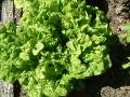 Lettuce - Mignonette Green